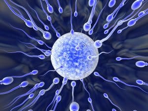 sperm